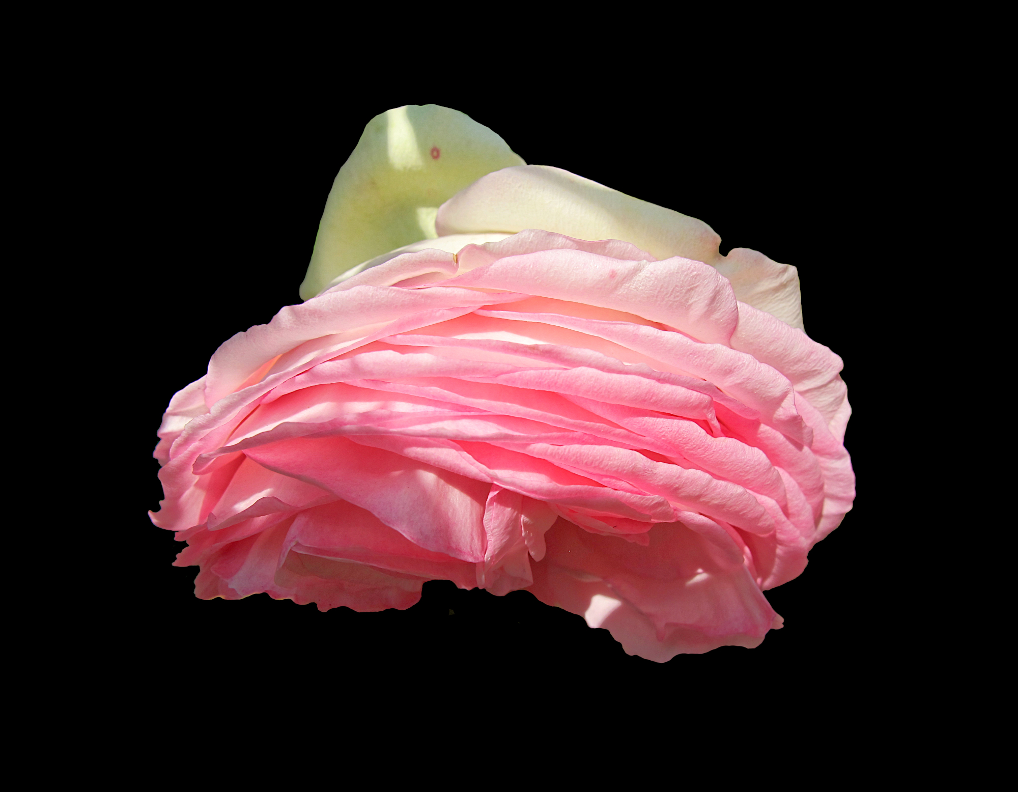 Pink rosy rose flower in sunlight